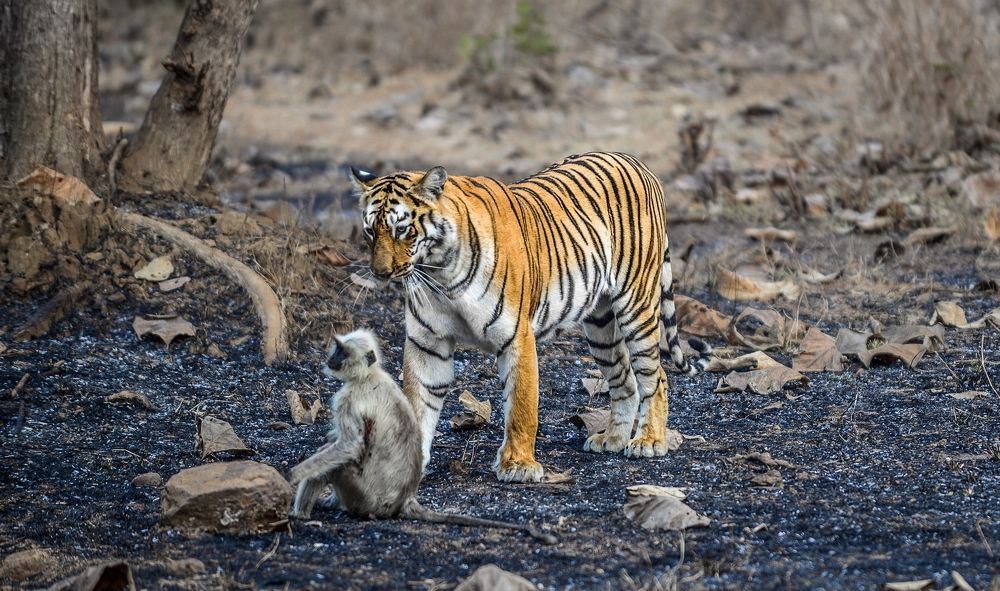Tiger and Langur