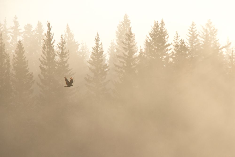 Природная сепия