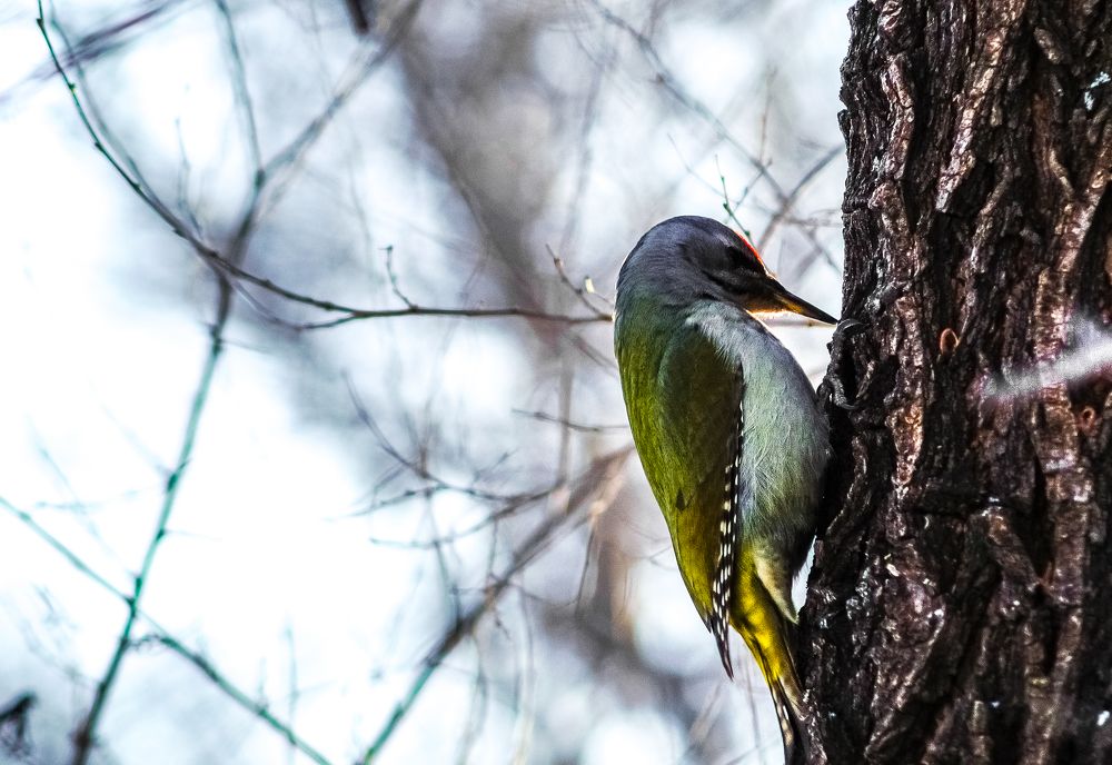 Седой дятел