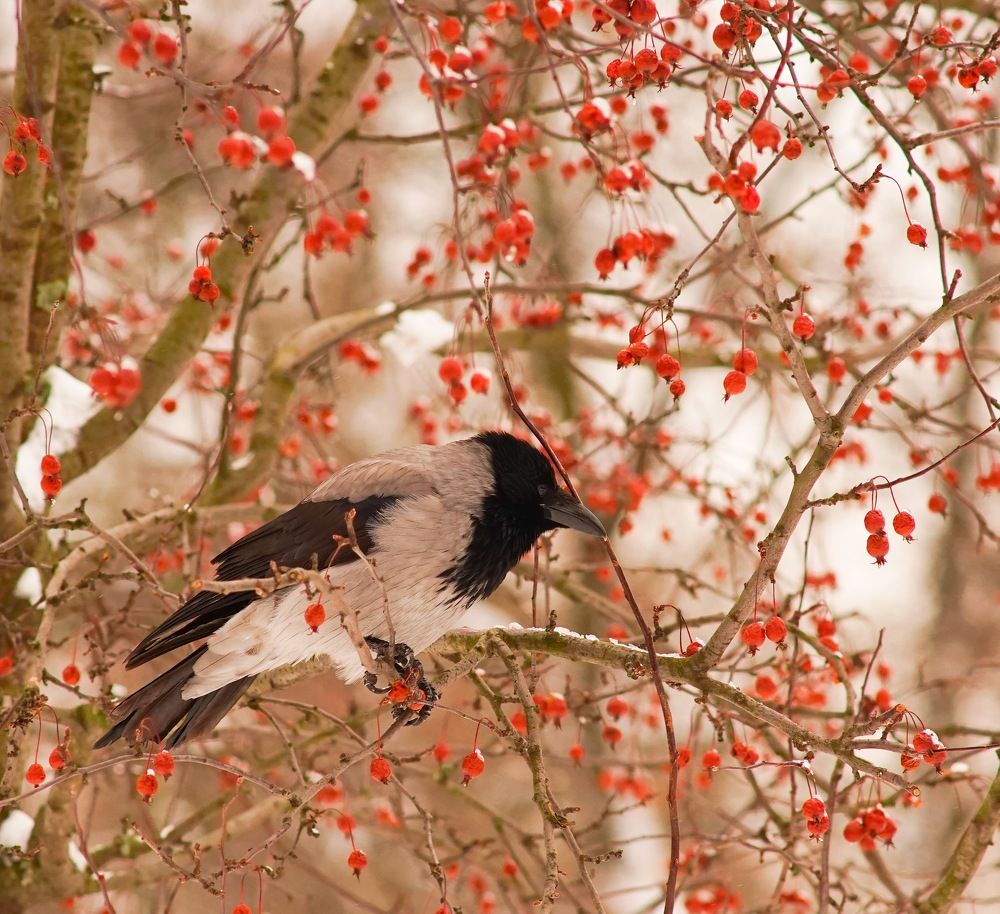 На яблоню ворона взгромоздясь...