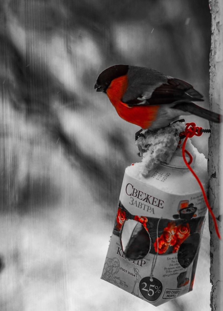 Снегирь и серость ...