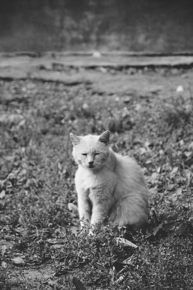 Кот