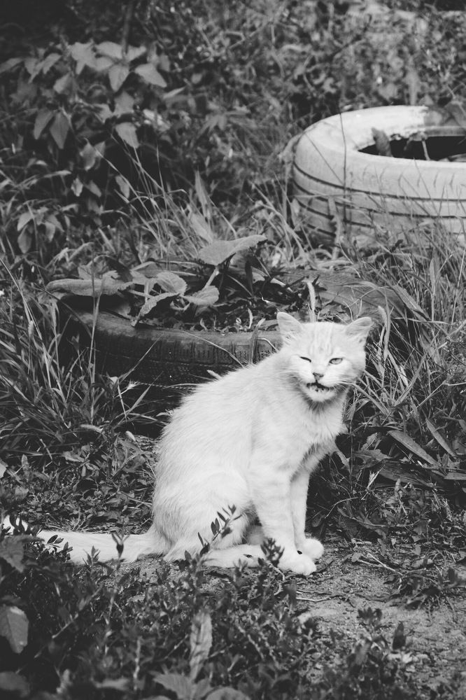 Кот