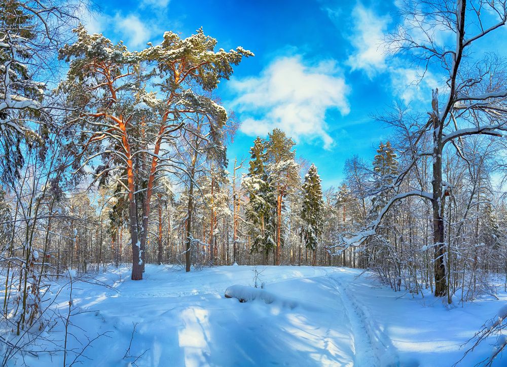 Очарование зимнего леса