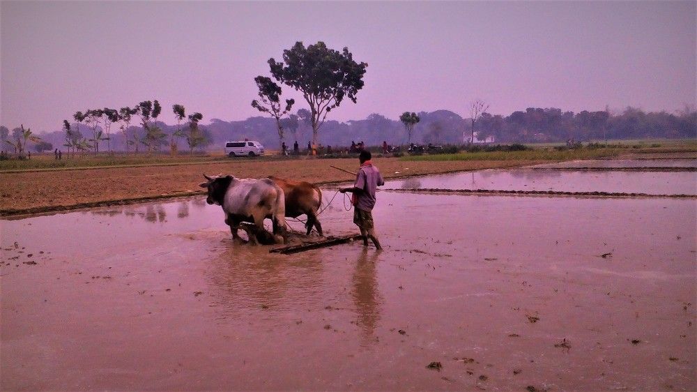 Farming of rural Bengal