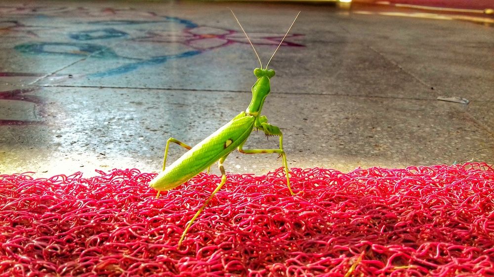 Insect life