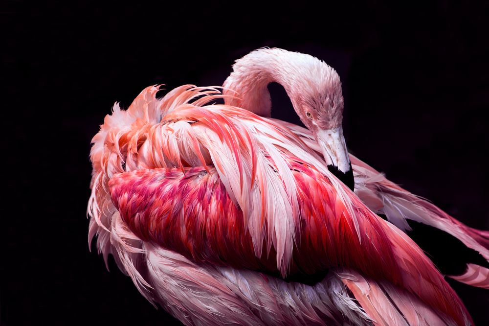 Flamingo