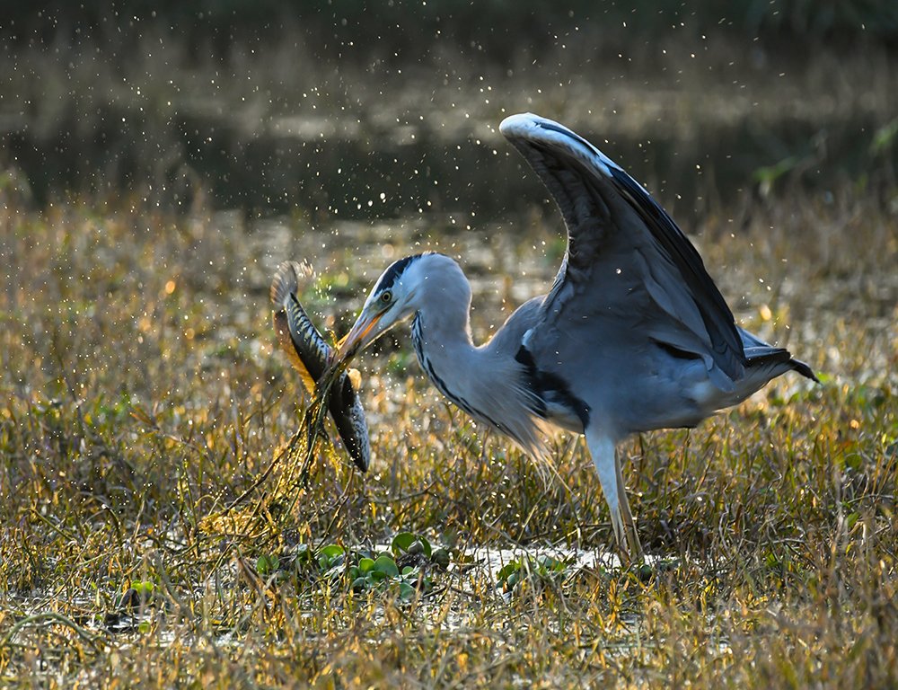 GREY HERON WITH FISH