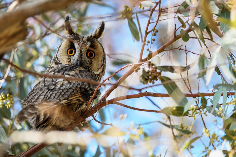 Long-eared owl