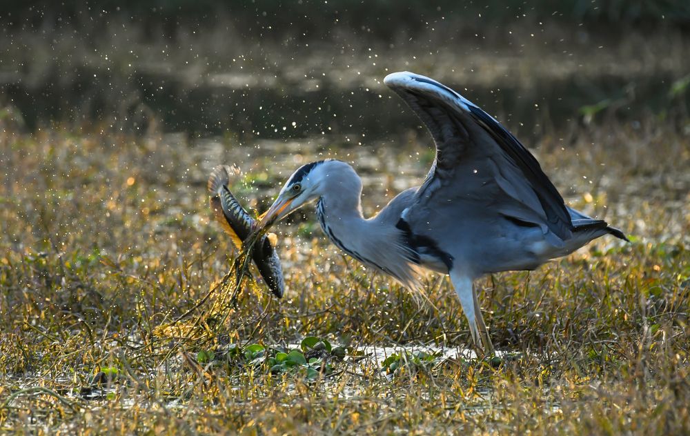 GREY HERON WITH FISH