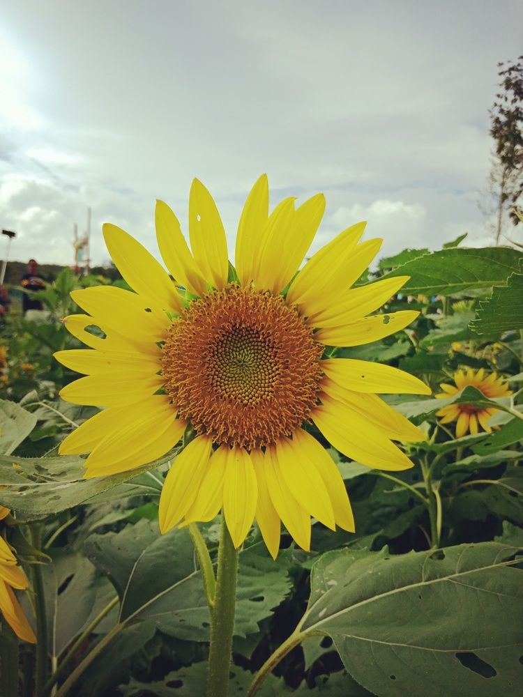 Sunflower