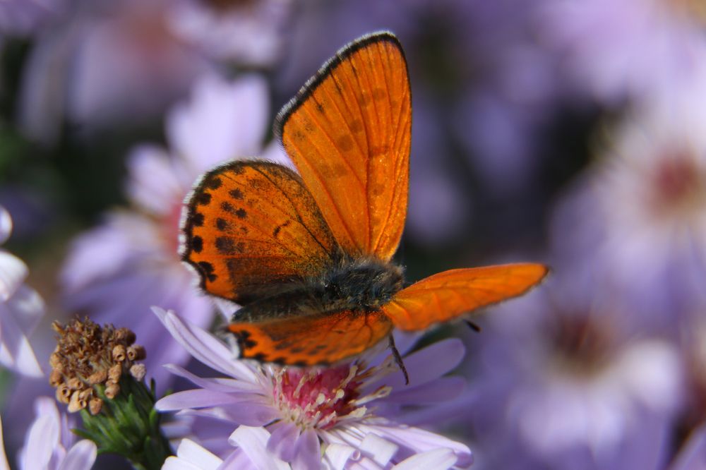 Lycaena phlaeas