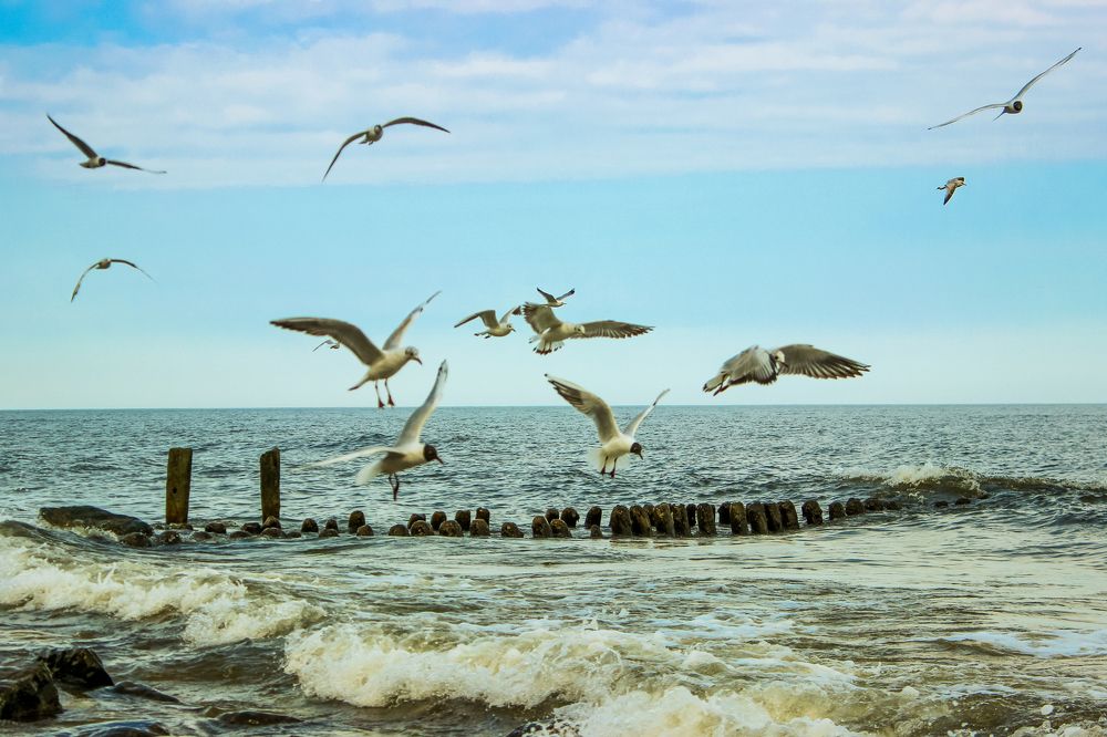 Чайки над морем