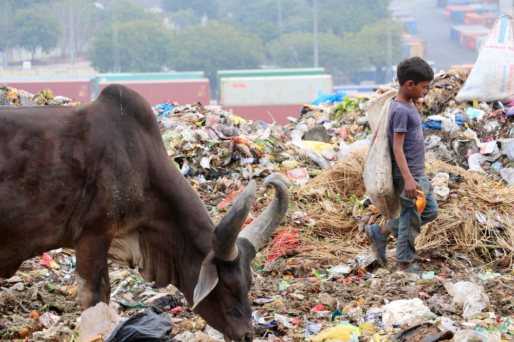 the child and the cow
