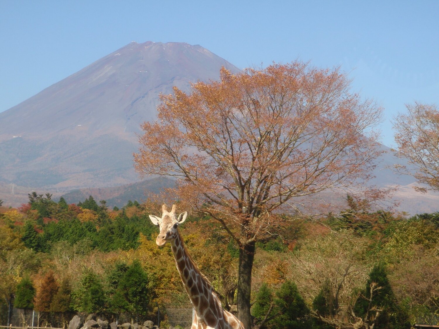 Photo #2987154