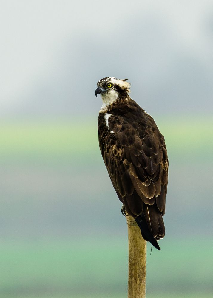 Osprey Look