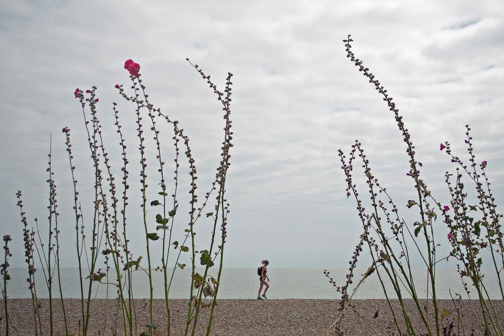 Caught between the red horned Poppies