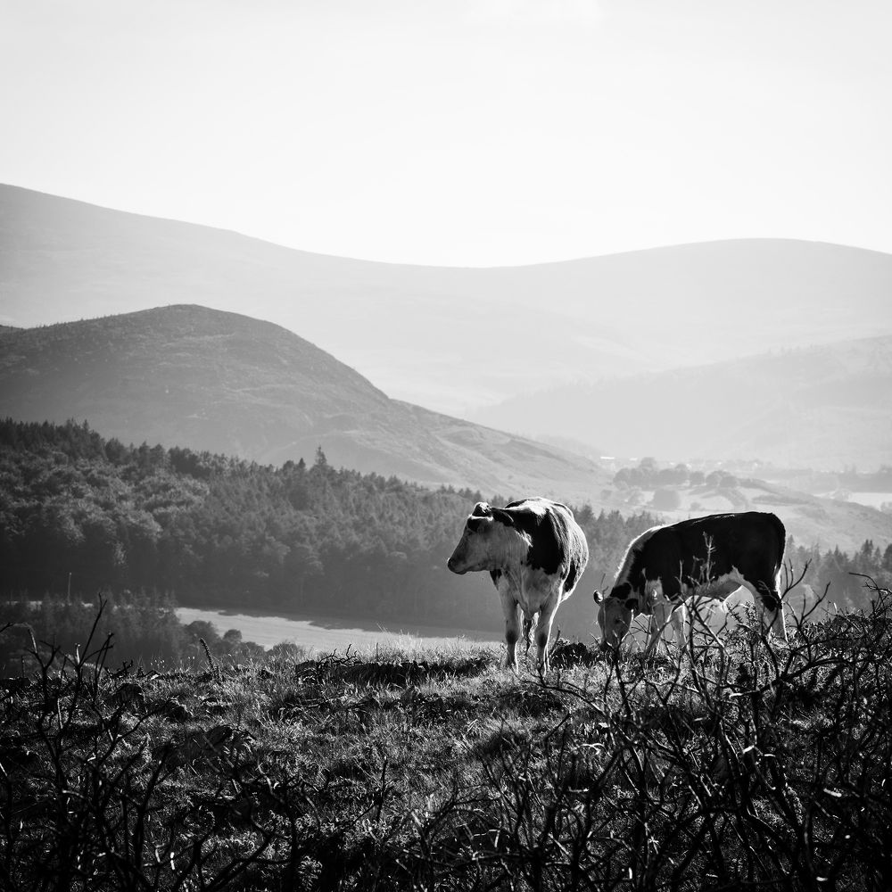 На Холмах Ирландии