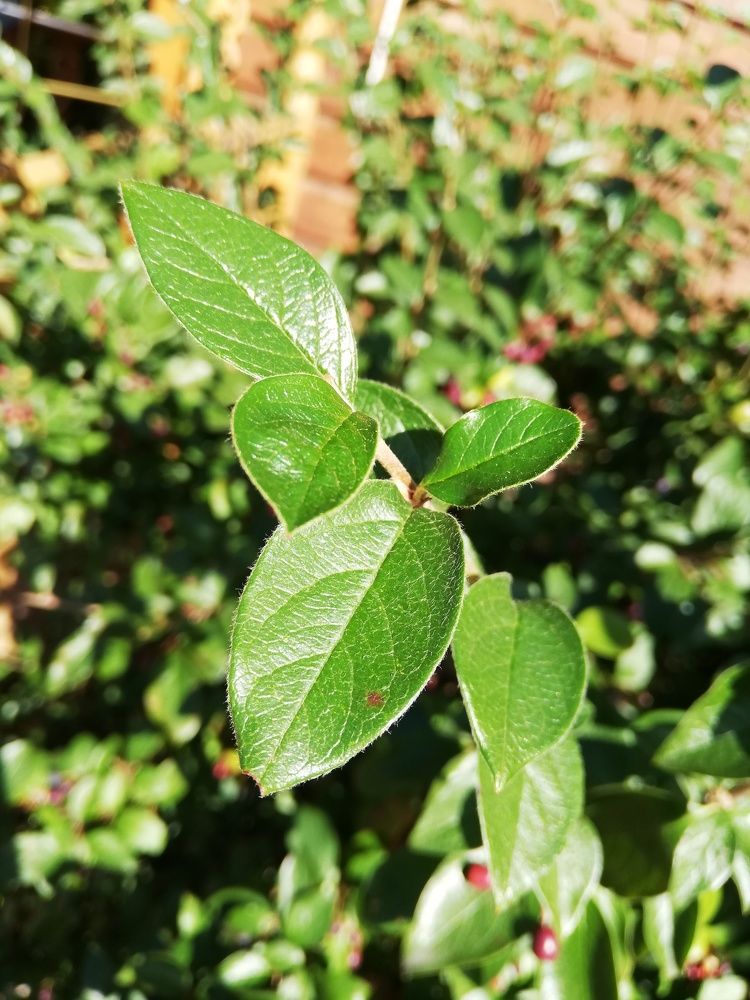 Зелёная красота