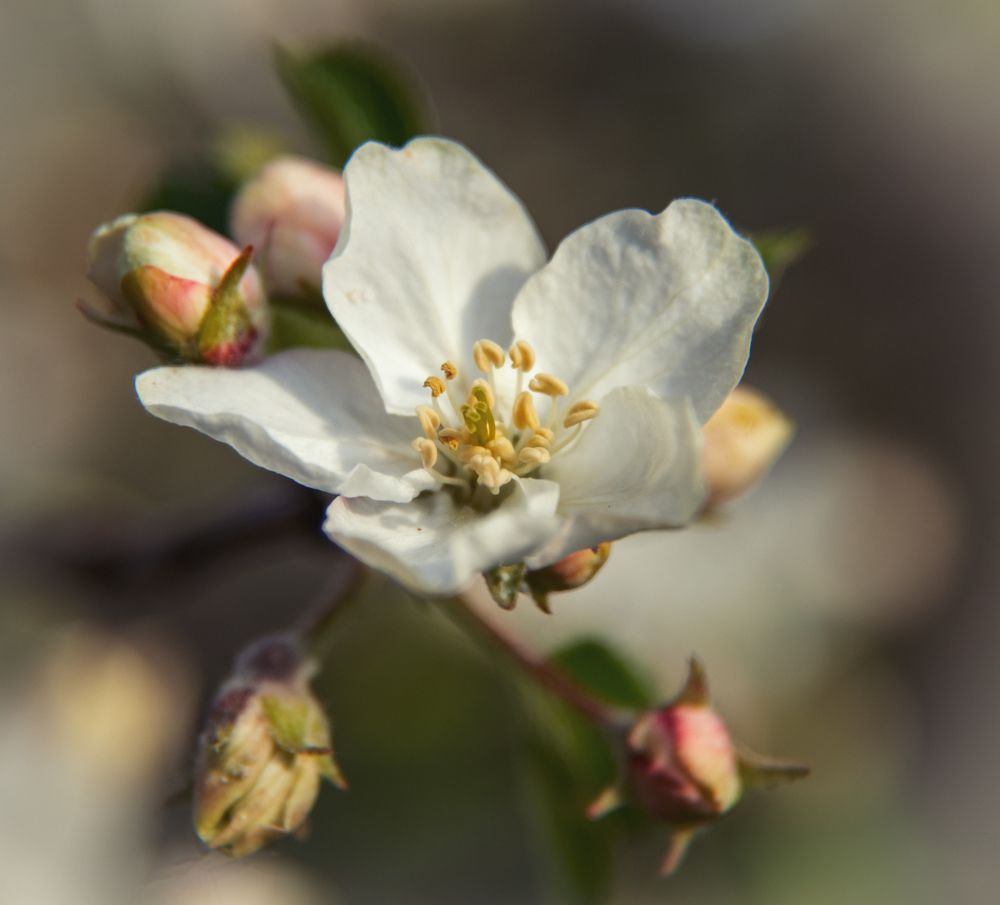 Яблоневый цвет