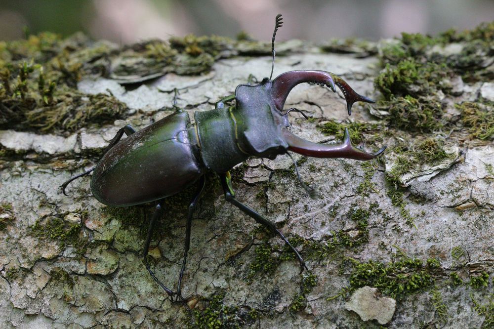 Только вперёд!