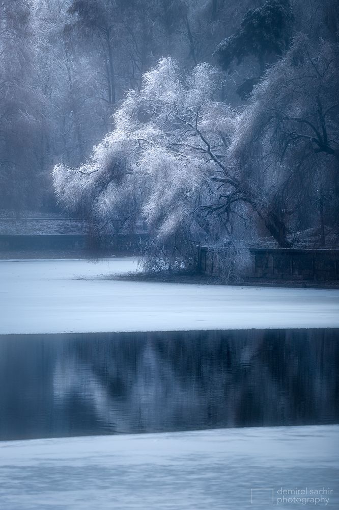 The frozen tree