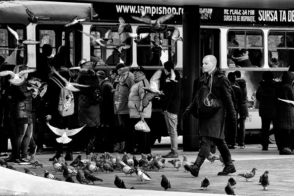 Some walk, some fly...