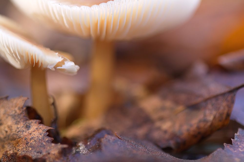 В ВОЛШЕБНОМ ЛЕСУ