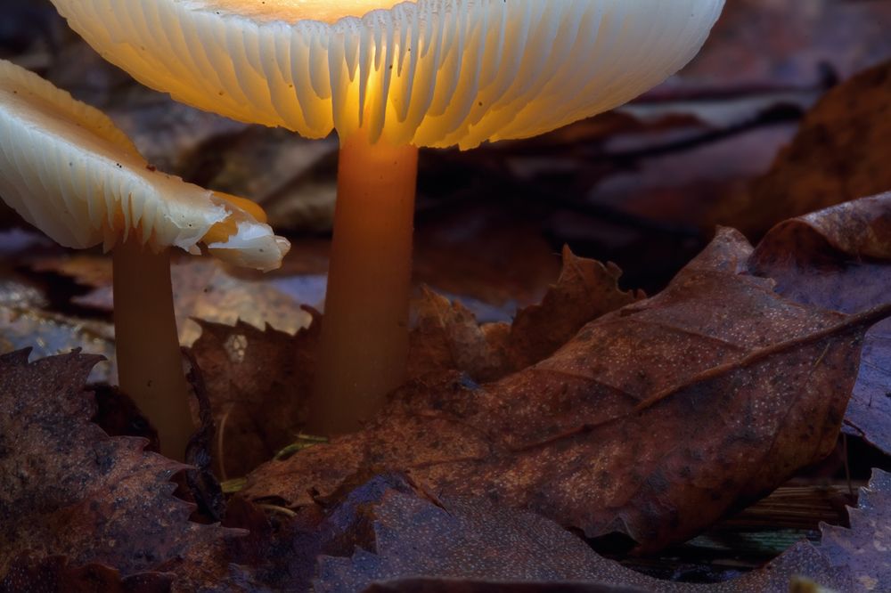 Ночь в волшебном лесу