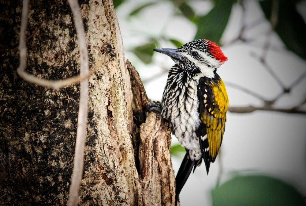 The Woodpecker