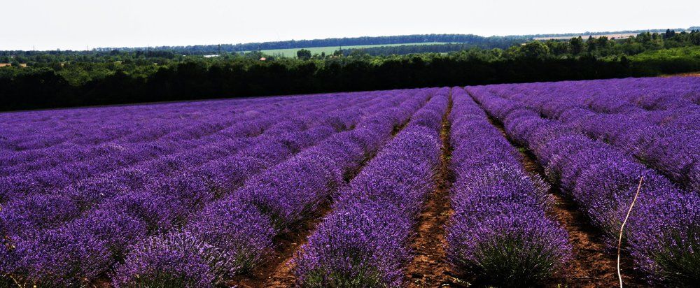 Lavendel