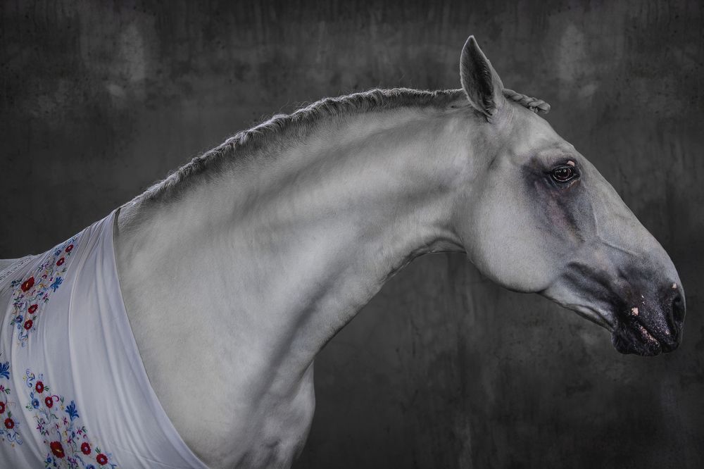 Xailes De Portugal Series #1