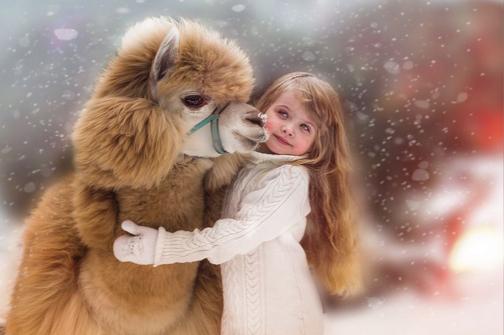 Поцелуй ламы