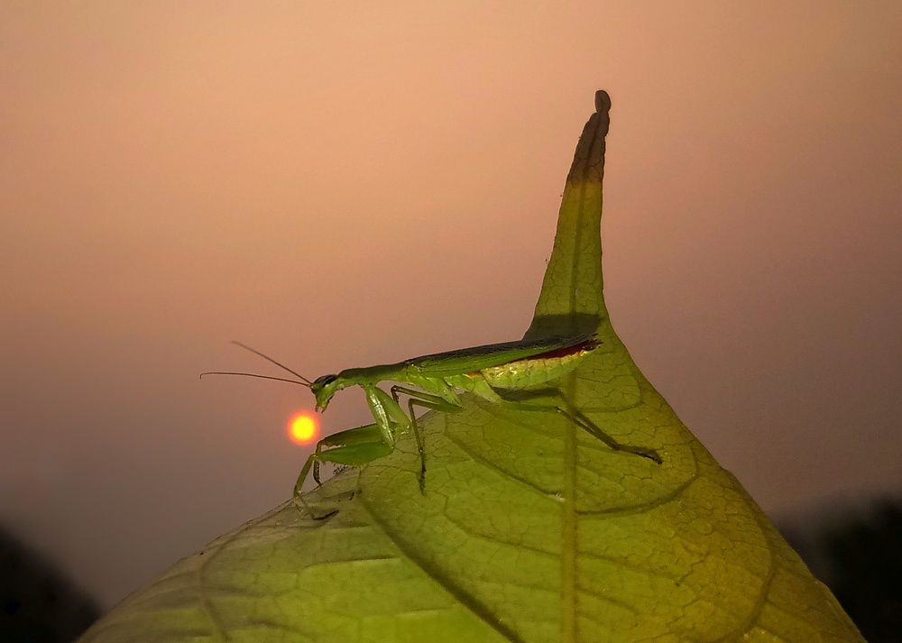 The last Ray Observer