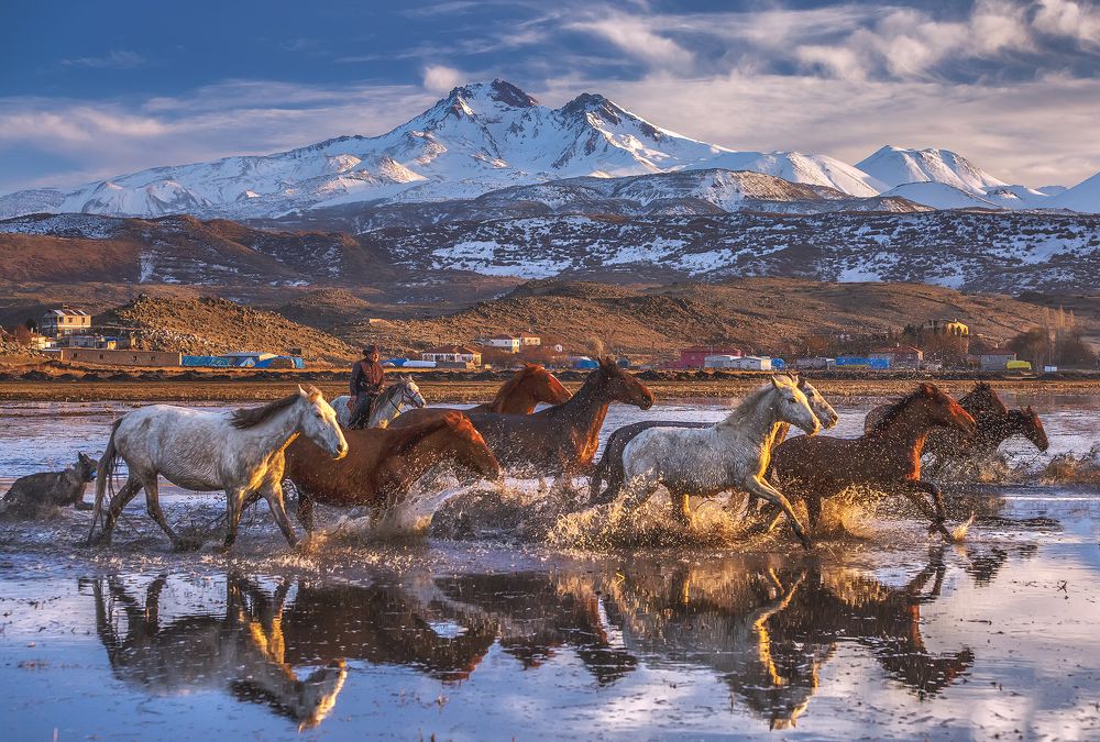 Yilki horses