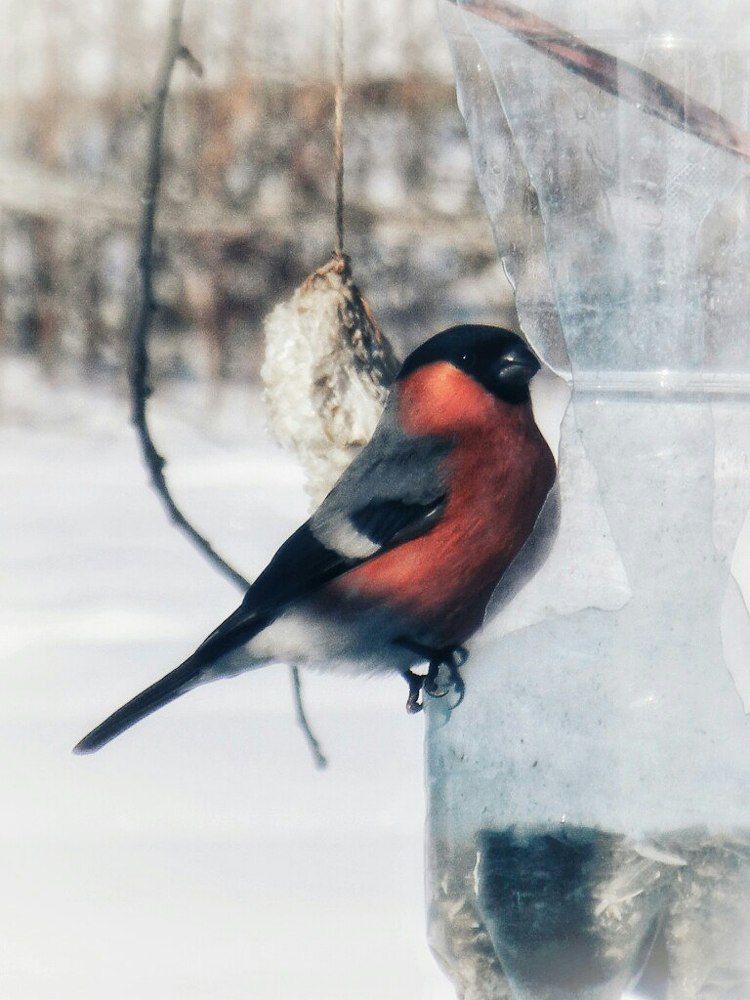 Photograph by Настя Трубкина