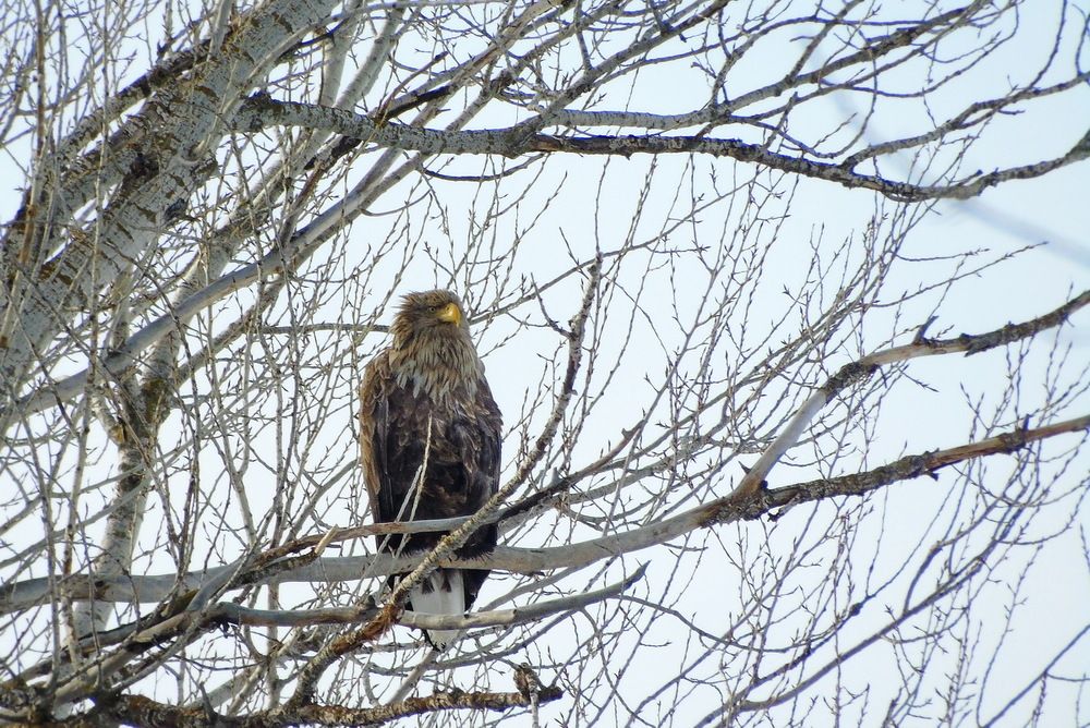 Орлан-белохвост
