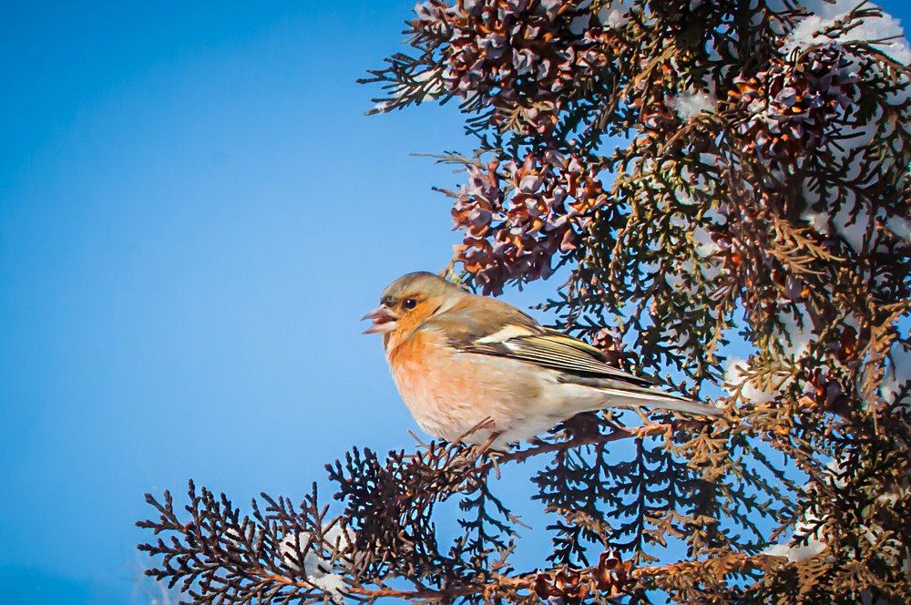Фотография автора Дарья Шевченко