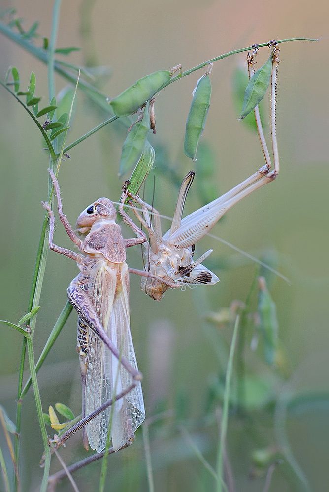 Рождённый на закате.