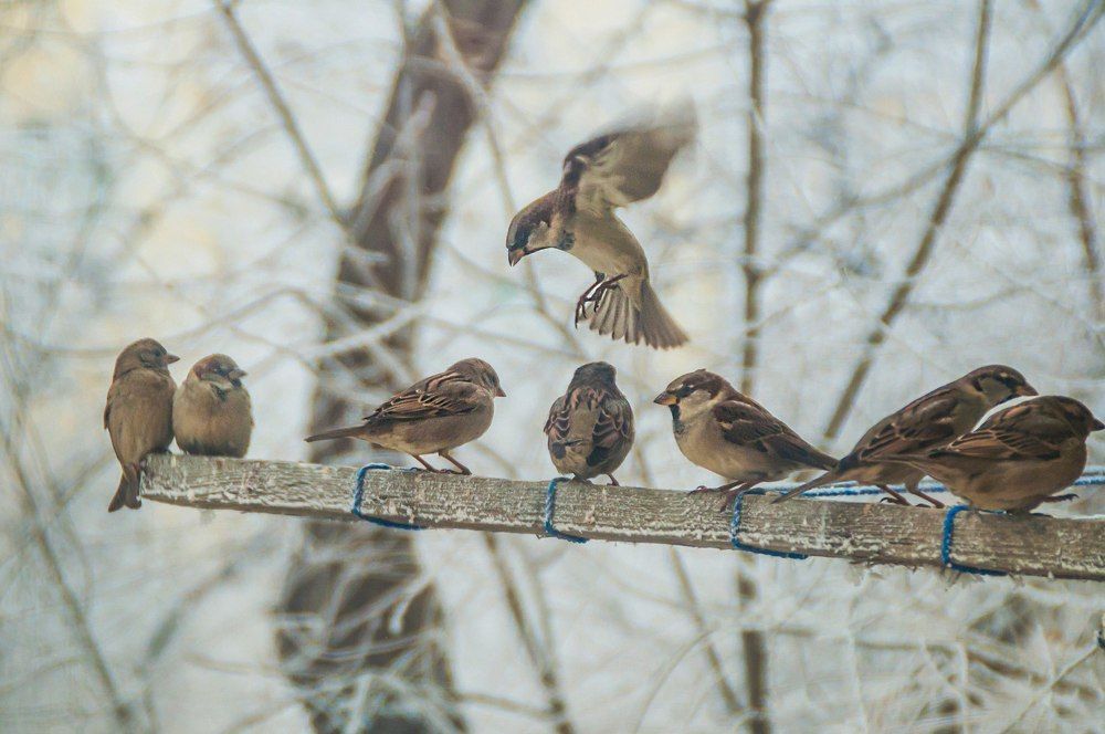 Фотография автора Дарья Шевченко