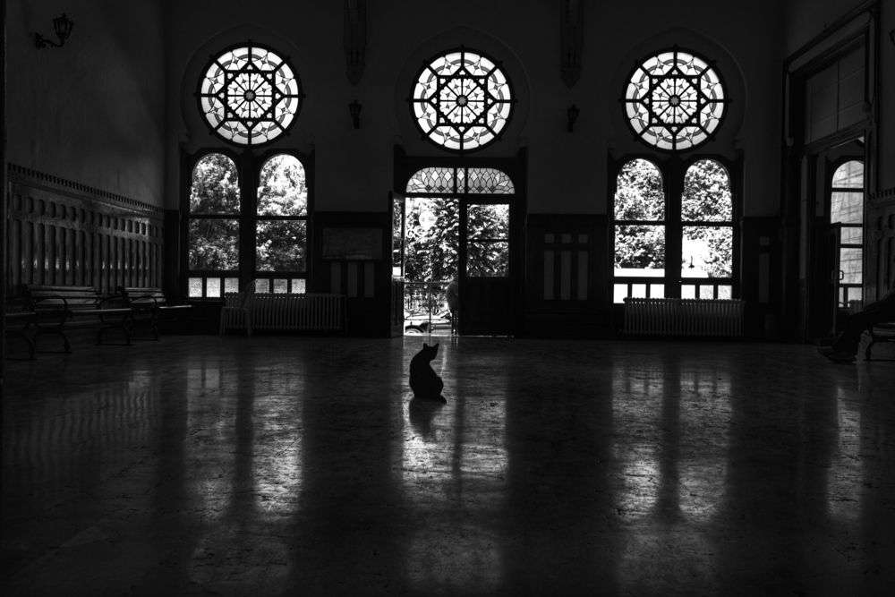 A cat in the darkness