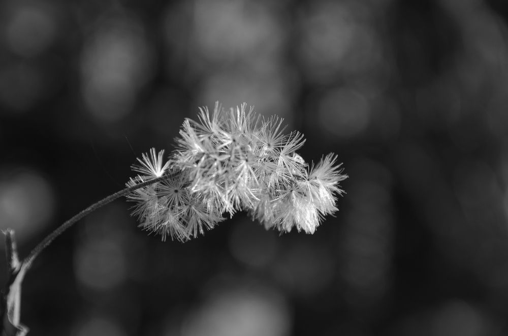 Photograph by Nomorenicknames