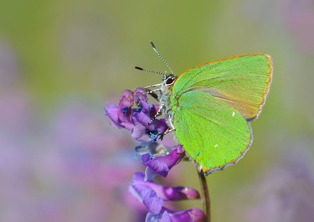 Малинница (голубянка малинная).