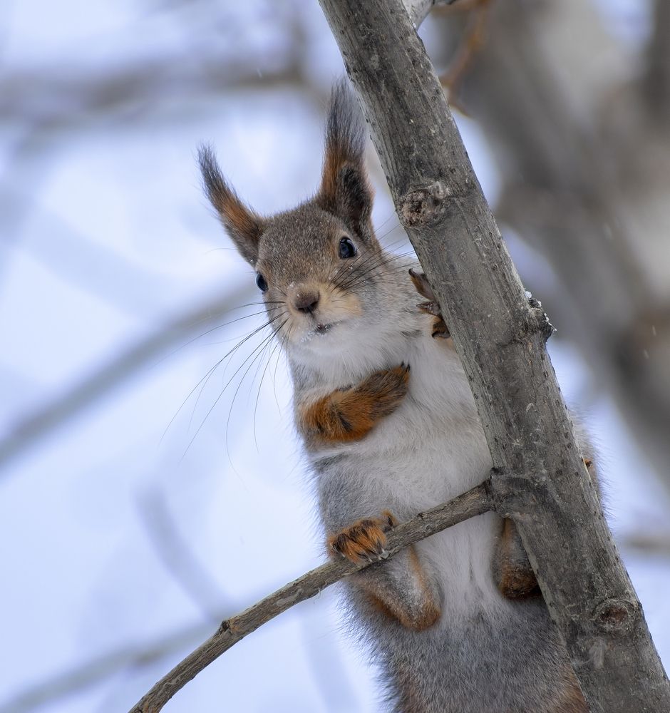 Жду подарки