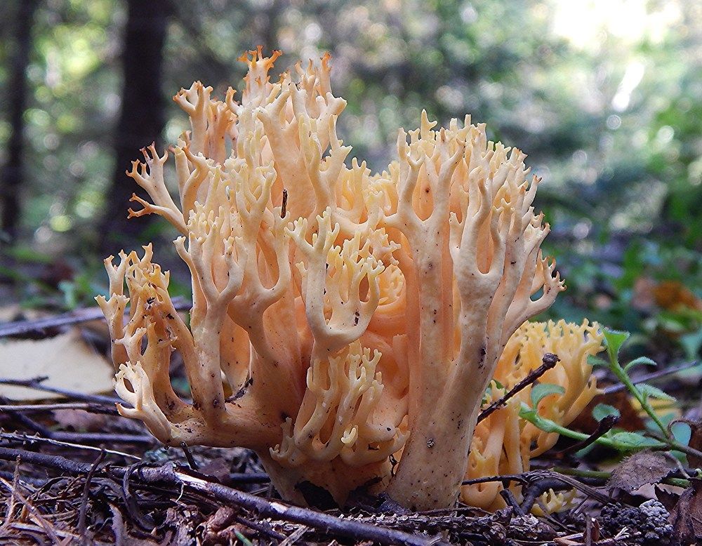 Рогатик желтый