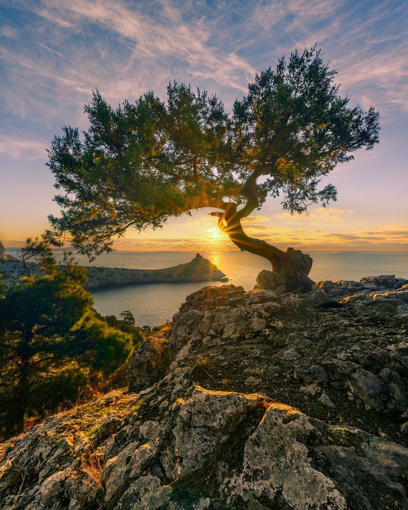 Крымский \"бонсай\"