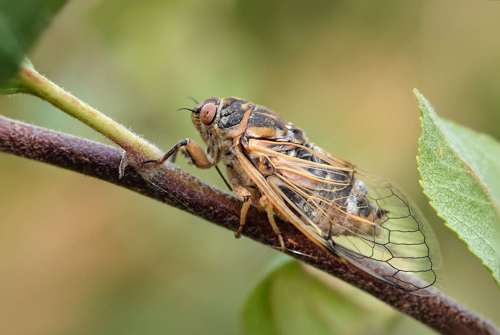Цикада.