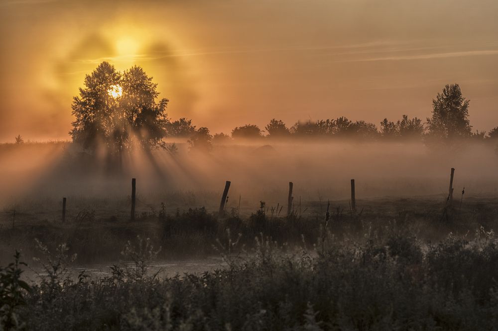 Коронованное солнцем...