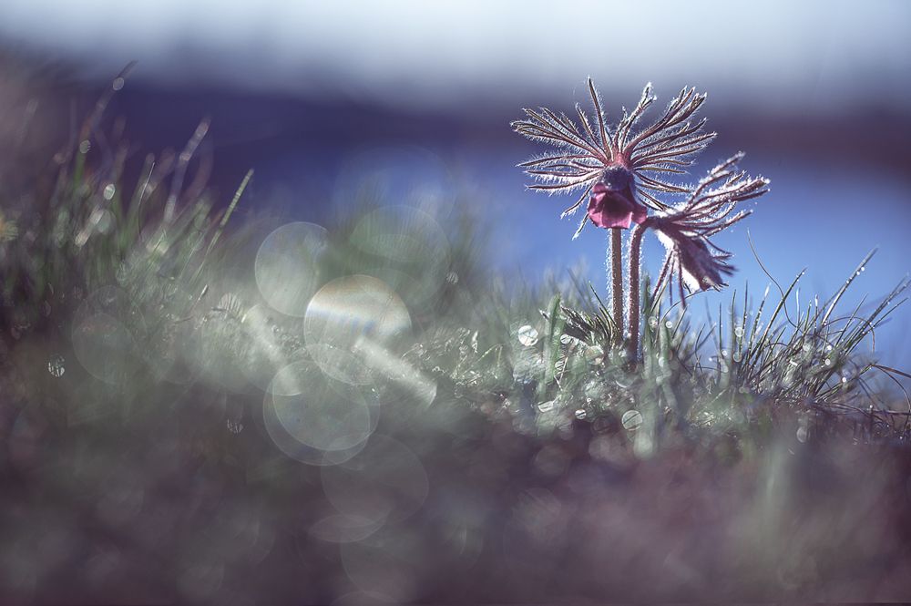 Вдыхай меня, как утренний туман