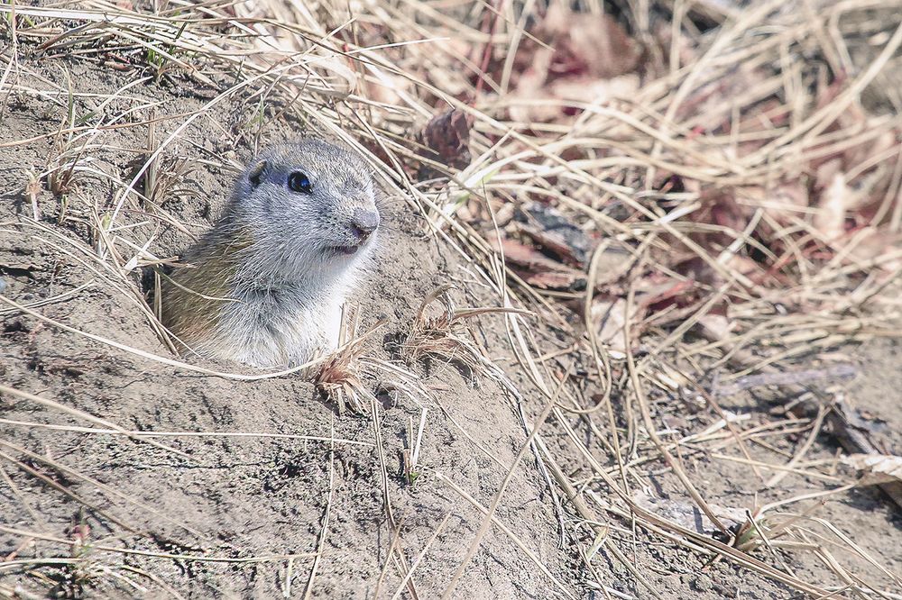 Нет, я не мышка-норушка...